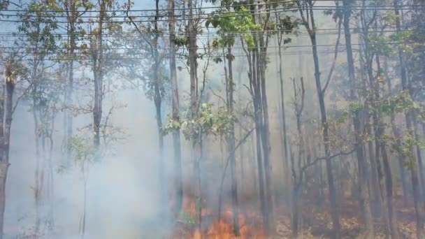 Klimaatcrisis. Vuur en rook in het nationale park. Vernietiging van het regenwoud door Oppervlaktevuur. Beelden 4k — Stockvideo