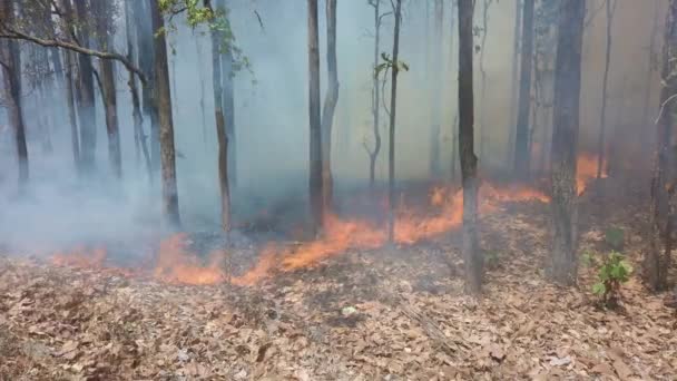 Klimakrise. Flammen und Rauch im Nationalpark. Zerstörung des Regenwaldes durch Flächenfeuer. Verfilmung 4k — Stockvideo