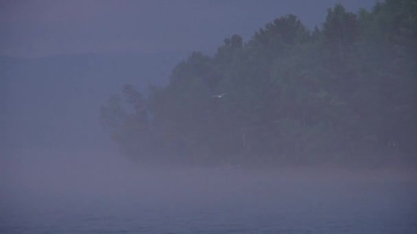 Zonnige en mistige ochtend over de rivier, mist in de zon. Een eenzame meeuw vliegt. — Stockvideo