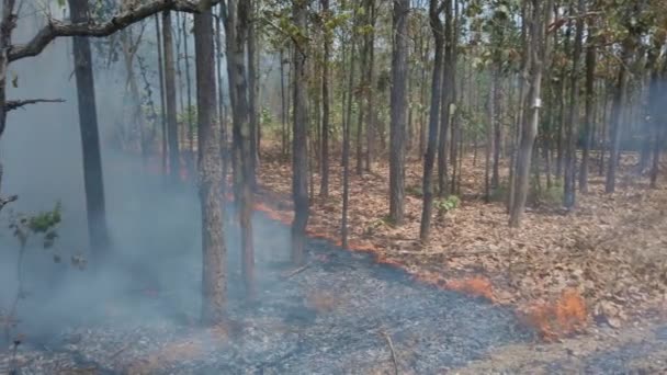 Crisis climática. Llama y humo en el parque nacional. Destrucción de la selva tropical por fuego superficial. Filmación 4k — Vídeos de Stock