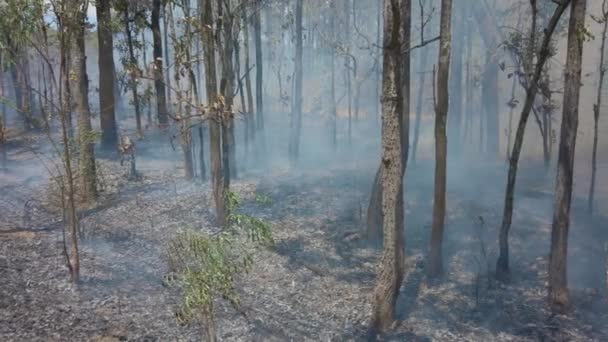 Klimatkris. Yta Brand och rök i parken nära vägen. Förstörelse av skog av Flame. Bilder 4k — Stockvideo