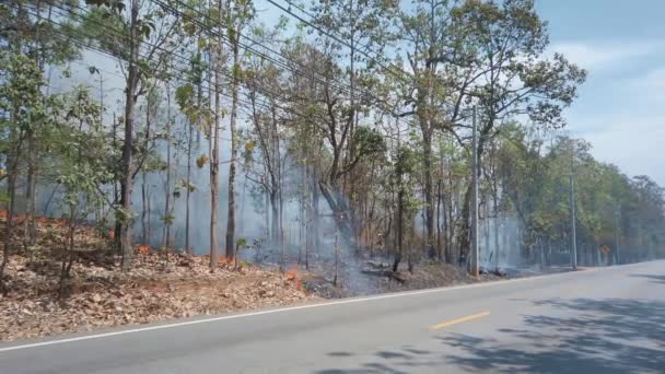 Klimatkrisen. Marken brinner i nationalparken medan den torra säsongen, bilen kör längs vägen framför kameran. Förstöring av regnskogar genom skogsbränder. 4K-ramar — Stockvideo