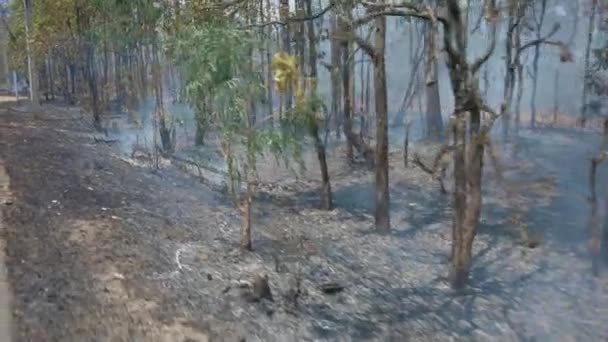 Kryzys klimatu. Płomień i dym w parku narodowym. Zniszczenie lasów deszczowych przez pożar powierzchniowy. Nagranie 4k — Wideo stockowe