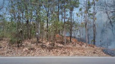 İklim krizi. Kurak mevsimde, ulusal parkta yer yangını. Araba yol boyunca kameranın önünde gidiyor. Orman yangınlarıyla yağmur ormanlarının yok edilmesi. 4K çerçeve