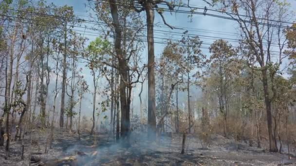 Kryzys klimatyczny. Pożar ziemi w parku narodowym podczas pory suchej, samochód jedzie wzdłuż drogi przed kamerą. Zniszczenie lasów deszczowych przez pożary lasów. Ramy 4K — Wideo stockowe