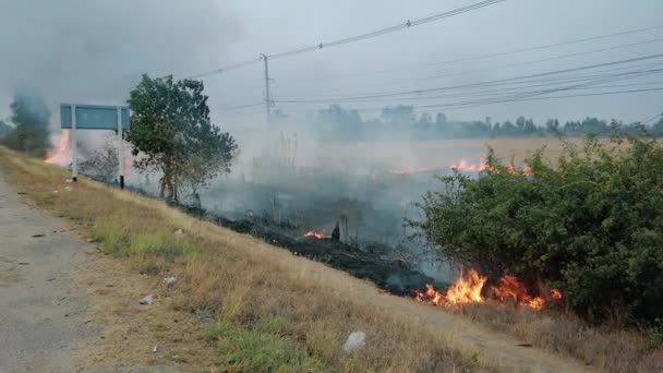 Bushfire w pobliżu drogi w parku narodowym. Kryzys klimatyczny. Suchy pożar roślinności w porze suchej. Fotage 4k — Wideo stockowe