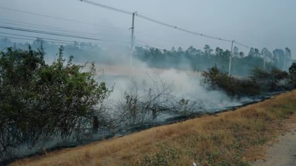 Milli parkın yakınındaki yolda çalılık ateşi. İklim değişikliği krizi. Kurak mevsimde kuru bitki yangını. Resim 4k — Stok video