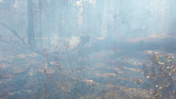Bushfire az út mellett a nemzeti parkban. Éghajlatváltozási válság. Száraz vegetációs tűz száraz évszakban. 4k. kép — Stock videók