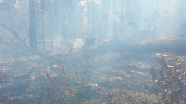 Bushfire cerca de la carretera en el parque nacional. Crisis del cambio climático. Fuego de vegetación seca en estación seca. Fotage 4k — Vídeo de stock