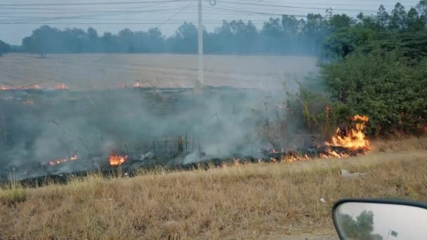 Bushfire cerca de la carretera en el parque nacional. Crisis del cambio climático. Fuego de vegetación seca en estación seca. Fotage 4k — Vídeos de Stock