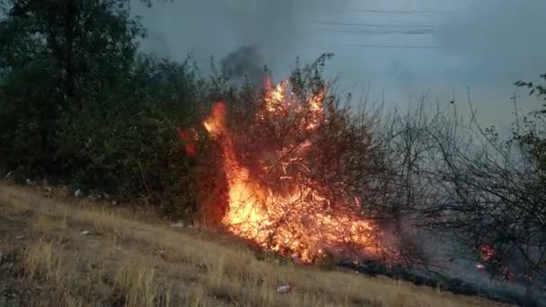 국립 공원의 도로 근처에 산불이 났습니다. 기후 변화 위기. 건기에 초목에 불이붙는다. 안개 4k — 비디오