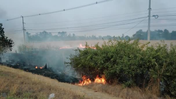 Bushfire vicino a strada in parco nazionale. Crisi del cambiamento climatico. Incendio della vegetazione secca nella stagione secca. Fotaggio 4k — Video Stock