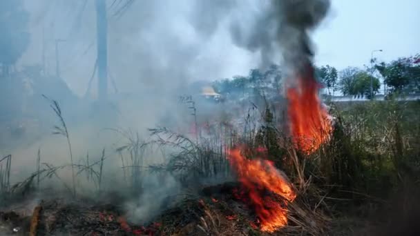Bushfire près de la route dans le parc national. Crise du changement climatique. Feu de végétation sèche en saison sèche. Fotage 4k