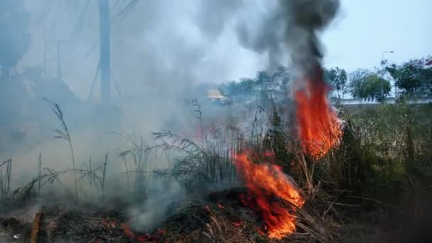 Bushfire cerca de la carretera en el parque nacional. Crisis del cambio climático. Fuego de vegetación seca en estación seca. Fotage 4k — Vídeo de stock