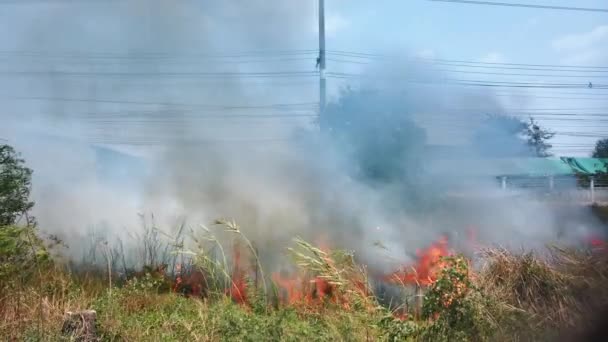 Bushfire près de la route dans le parc national. Crise du changement climatique. Feu de végétation sèche en saison sèche. Fotage 4k — Video