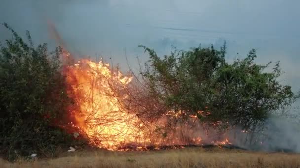 Bushfire w pobliżu drogi w parku narodowym. Kryzys klimatyczny. Suchy pożar roślinności w porze suchej. Fotage 4k — Wideo stockowe