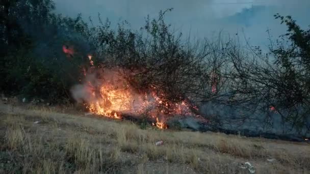 Bushfire az út mellett a nemzeti parkban. Éghajlatváltozási válság. Száraz vegetációs tűz száraz évszakban. 4k. kép — Stock videók