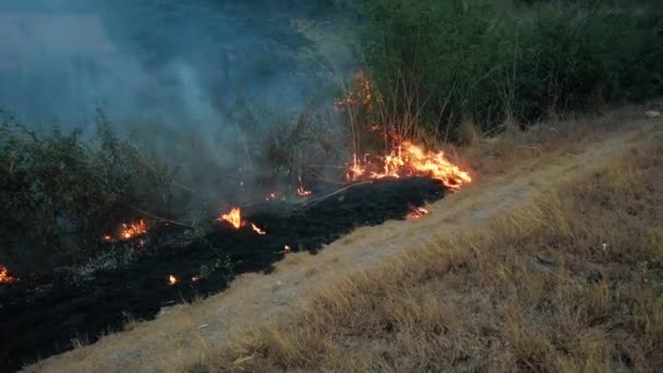 Milli parkın yakınındaki yolda çalılık ateşi. İklim değişikliği krizi. Kurak mevsimde kuru bitki yangını. Resim 4k — Stok video