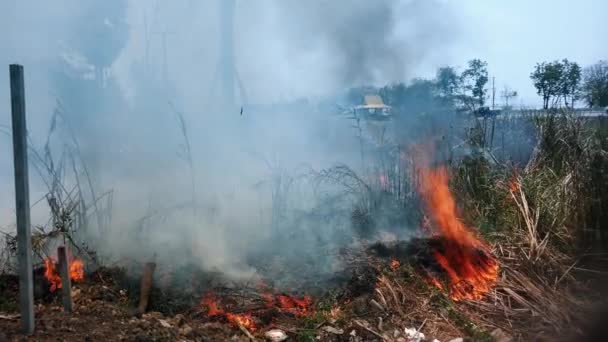 Bushfire perto da estrada no parque nacional. Crise das alterações climáticas. Fogo de vegetação seca em estação seca. Tensão 4k — Vídeo de Stock