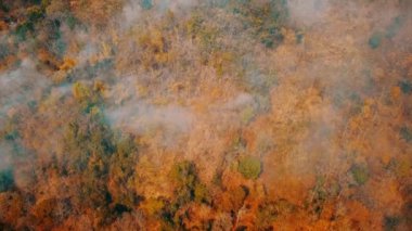 Çalı ateşi dumanı. Ormanların tahrip edilmesi ve iklim krizi. Yağmur ormanlarındaki yangınlardan kaynaklanan zehirli sis. Hava videosu 4k.