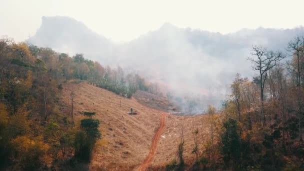 Küresel ısınma krizi. Tarımı kes ve yak. İklim değişikliği, ormanların tahrip edilmesi. Çekim 4k — Stok video