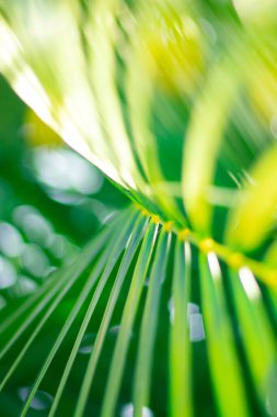 Soyut çiçekli bulanık arkaplan. Tropik avuç içi makro fotoğrafçılığı bırakır. Web tasarımı için güzel arkaplan