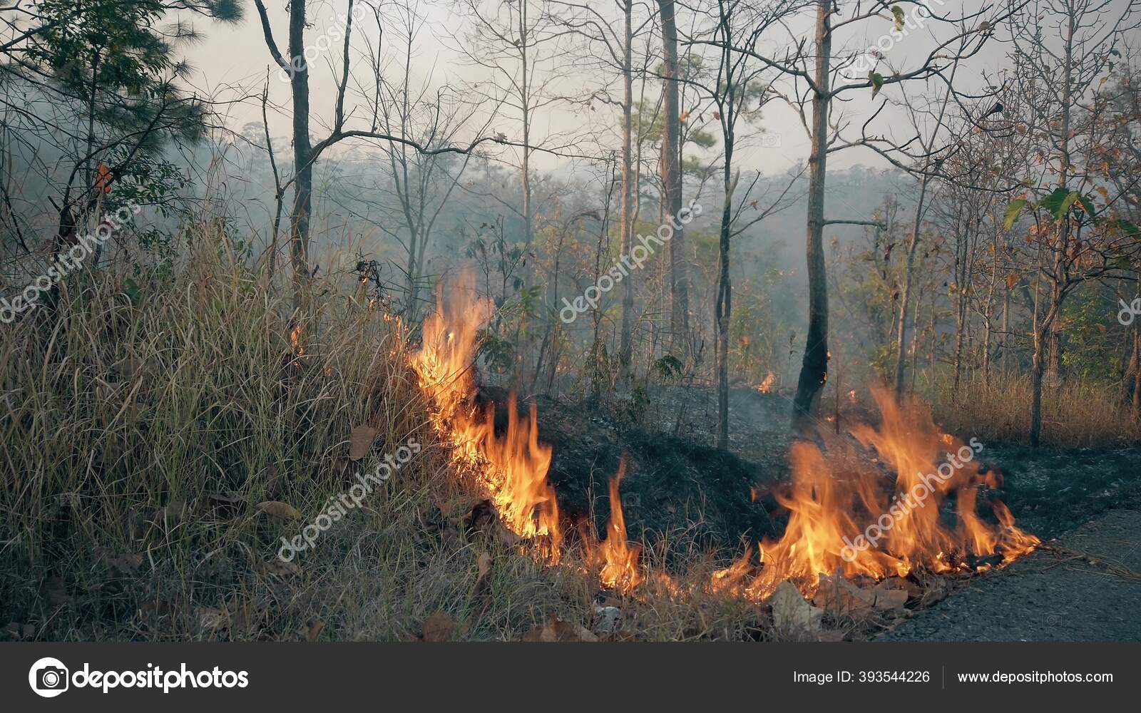 气候危机大火在国家公园的旱季森林被森林大火摧毁——图库图片© Flyingcreature #393544226, image size:1600x1000