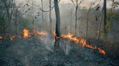 İklim krizi. Kurak mevsimde Ulusal Park 'ta Büyük Alev. Çalı yangınlarıyla ormanların tahrip edilmesi.