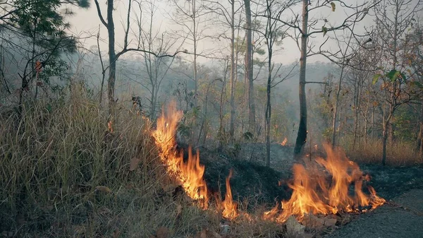 Klimakrisen Stor Flamme Nationalparken Tørkeperioden Skovbrandes Ødelæggelse Raiforest - Stock-foto