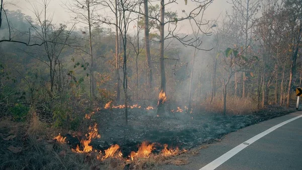 The climate crisis. Big Flame in national park while dry season. Destruction of raiforest by bushfires.