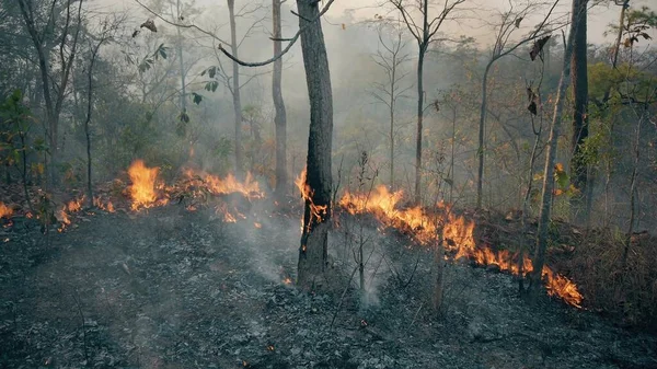 Climate Crisis Big Flame National Park While Dry Season Destruction — Stock Photo, Image