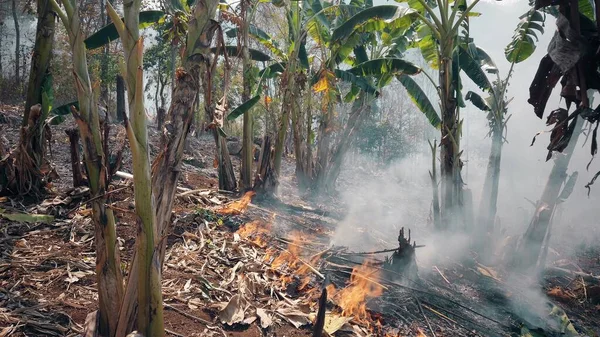 Climate crisis. Big Flame in national park while dry season. Destruction of raiforest by bushfires.