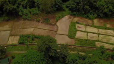 Pirinç tarlalı havadan manzara. Manzaralı vadi manzaralı panorama 4k