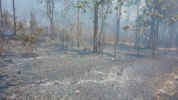 Crisis climática. Llama y humo en el parque nacional. Destrucción de la selva tropical por fuego superficial. Filmación 4k — Vídeo de stock