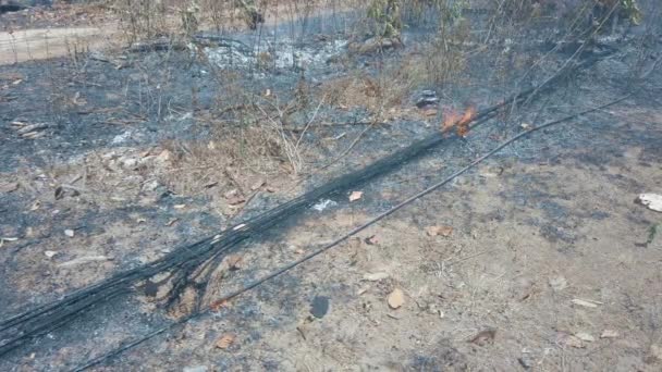 Travní oheň spaluje suché listí a optické dráty. Ničení životního prostředí povrchovou požární klimatickou krizí. Záběr 4k — Stock video