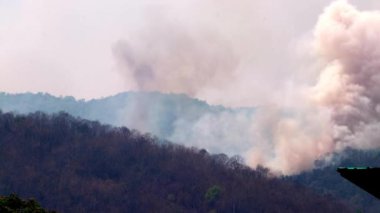 Kuraklık sırasında dağ ormanlarında büyük orman yangınları ve duman. Ormanların tahrip edilmesi ve iklim krizi. Yağmur ormanlarındaki yangınlardan kaynaklanan zehirli sis..