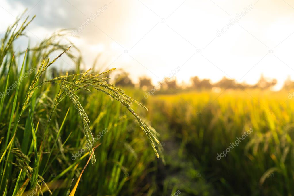 Paddy in the field with sunlight behind