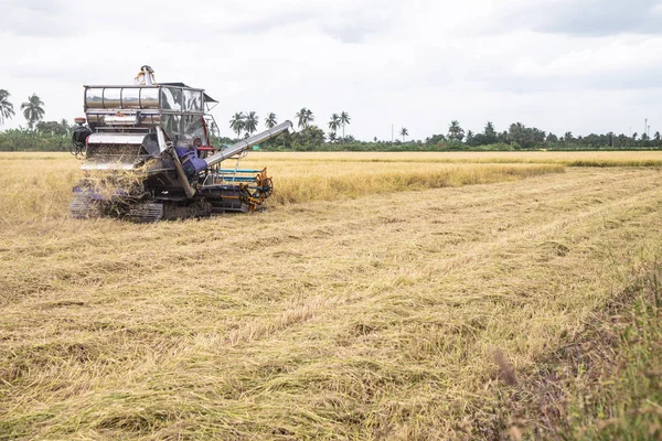 Combine Colheitadeiras Máquina Colheita Paddy Durante Dia — Fotografia de Stock