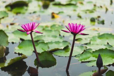 Havuzda açan pembe nilüfer çiçekleri