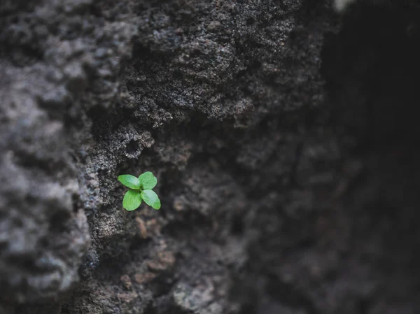 Gros plan d'un petit arbre vert — Photo