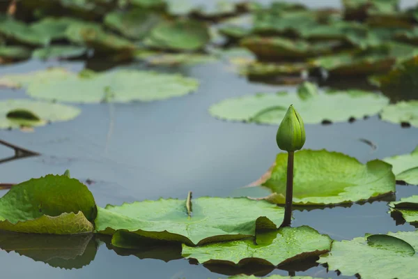 Yeşil nilüfer çiçek açmıyor