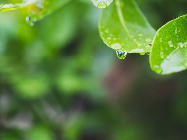 Yapraklarda çiy var. 