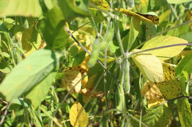Soya fasulyesi tarlası. Güneşli bir günde olgunlaşmamış soya fasulyesi kabukları. Arka plan bulanık. İyi bir hasat ve küresel gıda krizi kavramı. Makro.