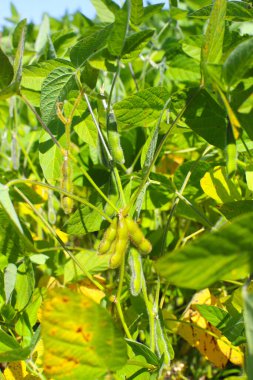 Soya fasulyesi tarlası. Güneşli bir günde olgunlaşmamış soya fasulyesi kabukları. Arka plan bulanık. İyi bir hasat ve küresel gıda krizi kavramı. Makro.