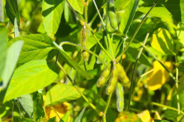 Soya fasulyesi tarlası. Güneşli bir günde olgunlaşmamış soya fasulyesi kabukları. Arka plan bulanık. İyi bir hasat ve küresel gıda krizi kavramı. Makro.