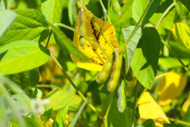 Soya fasulyesi tarlası. Güneşli bir günde olgunlaşmamış soya fasulyesi kabukları. Arka plan bulanık. İyi bir hasat ve küresel gıda krizi kavramı. Makro.