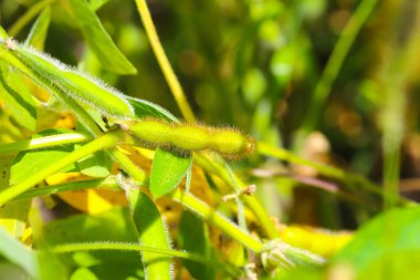 Soya fasulyesi tarlası. Güneşli bir günde olgunlaşmamış soya fasulyesi kabukları. Arka plan bulanık. İyi bir hasat ve küresel gıda krizi kavramı. Makro.