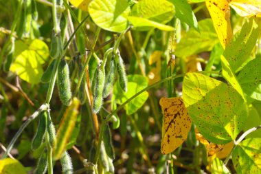 Soya fasulyesi tarlası. Güneşli bir günde olgunlaşmamış soya fasulyesi kabukları. Arka plan bulanık. İyi bir hasat ve küresel gıda krizi kavramı. Makro.