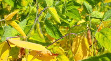 Soya fasulyesi tarlası. Güneşli bir günde olgunlaşmamış soya fasulyesi kabukları. Arka plan bulanık. İyi bir hasat ve küresel gıda krizi kavramı. Makro.