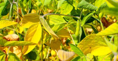 Soya fasulyesi tarlası. Güneşli bir günde olgunlaşmamış soya fasulyesi kabukları. Arka plan bulanık. İyi bir hasat ve küresel gıda krizi kavramı. Makro.